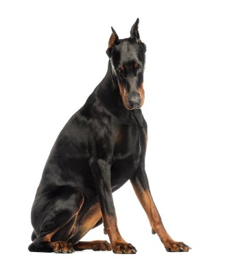 Doberman oturmuş, aşağı seyir üzerinde beyaz izole pinscher