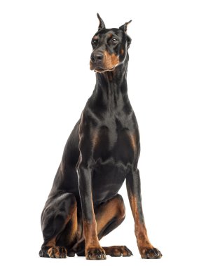 Doberman oturmuş, seyir, üzerinde beyaz izole pinscher
