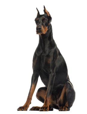 doberman pinscher oturmuş, üzerinde beyaz izole