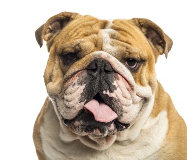 nefes nefese, üzerinde beyaz izole bir İngilizce bulldog Close-Up