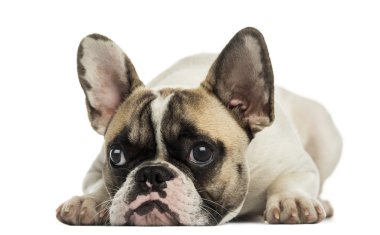 Franse bulldog geconfronteerd, liegen, geïsoleerd op wit