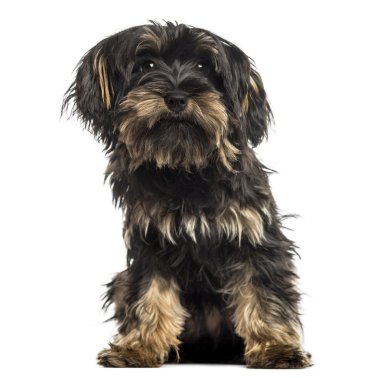 yorkshire terrier yavrusu, oturmuş, bakan, izole üzerinde beyaz