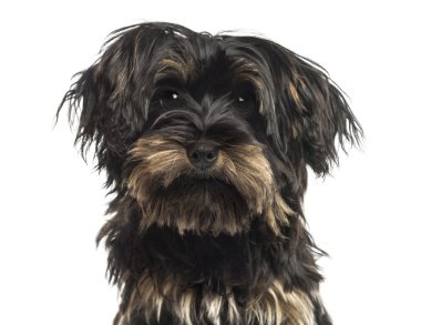 Kameraya bakarak bir yorkshire terrier yavrusu close-up olduğunu