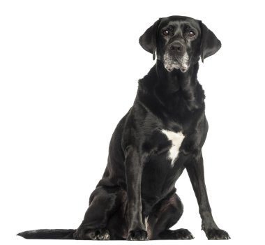 oturmuş, üzerinde beyaz izole yaşlı köpek