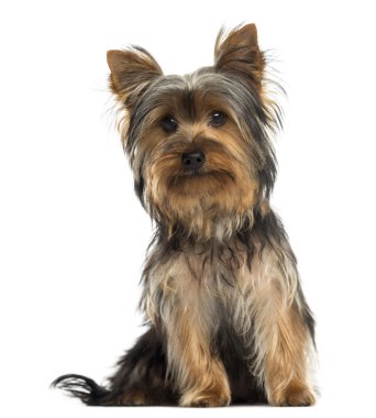 yorkshire terrier oturma, wh izole kamera bakıyor
