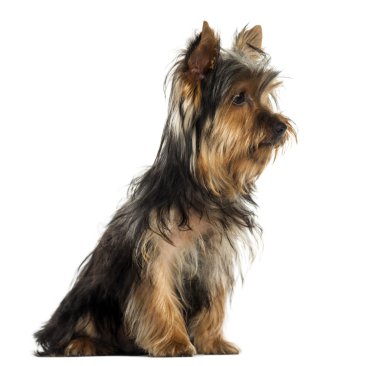 bir yorkshire terrier oturmuş, üzerinde beyaz izole yan görünüm