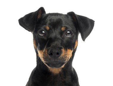 Close-Up üzerinde beyaz izole kamera bakıyor pinscher