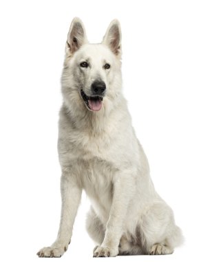Beyaz swiss çoban köpeği oturan, nefes nefese, üzerinde beyaz izole