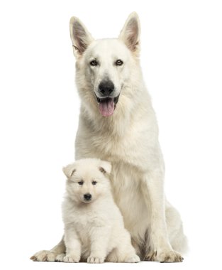 Beyaz swiss çoban anne ile üzerine beyaz izole köpek yavrusu,