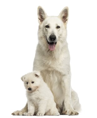 Beyaz swiss çoban anne ile üzerine beyaz izole köpek yavrusu,