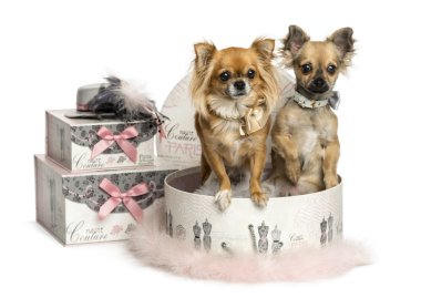 chihuahua giyim kutusunda, üzerinde beyaz izole