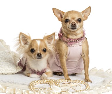 beyaz izole bir halı üzerinde oturan iki giyinmiş chihuahuas