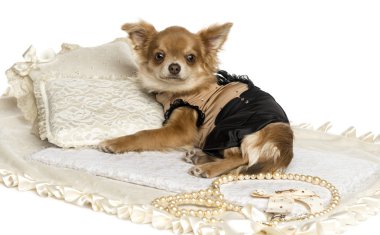 Dressed-up Chihuahua puppy lying on a carpet, 6 months, isolated clipart
