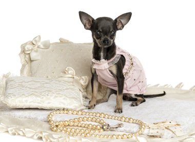 beyaz izole bir halı üzerinde oturan giyinmiş chihuahua