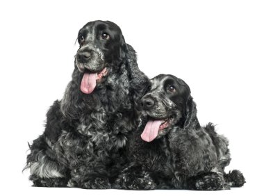 İki İngiliz cocker spaniel yan yana izole nefes nefese
