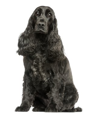 İngiliz cocker spaniel oturmuş, izole kameraya bakıyor