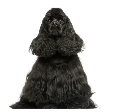 İngiliz cocker spaniel oturmuş, whit üzerinde izole önden görünümü