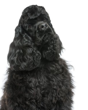 bir İngiliz cocker spaniel bakarak yakın uzakta, tarihinde izole