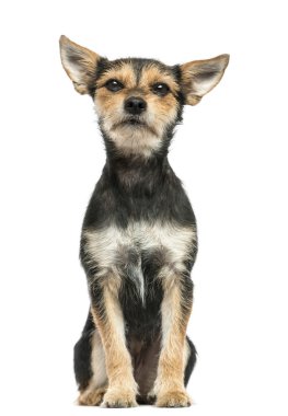 köpek oturma, üzerinde beyaz izole kamera bakıyor crossbreed