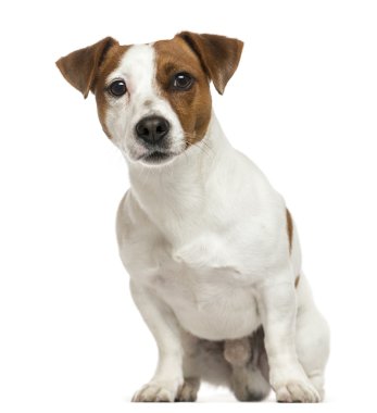ön görünüm bir jack russell terrier, otururken, üzerinde beyaz izole.