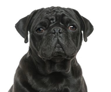 pug bakarak yakın üzgün, beyaz izole