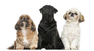 üç köpek üzerine beyaz izole üste oturan önden görünümü