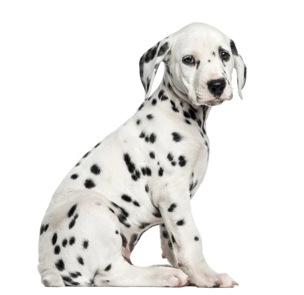 Zijaanzicht van een Dalmatische pup zitten, kijken naar de camera, ik — Stockfoto
