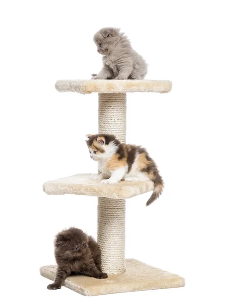 Dobre terras altas ou gatinhos retos jogando em uma árvore de gato, isolar — Fotografia de Stock
