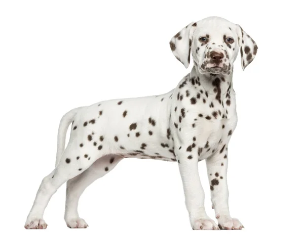 Zijaanzicht van een Dalmatische pup staan, kijken naar de camera, — Stockfoto