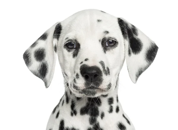 Крупный план Далматинского щенка лицом, глядя в камеру, iso — стоковое фото