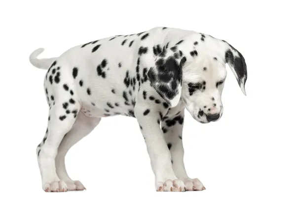 Dalmatische pup permanent, op zoek naar beneden, geïsoleerd op wit — Stockfoto