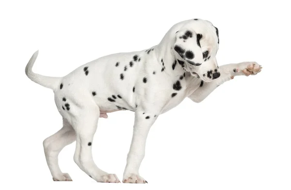 Side view of a Dalmatian puppy pawing up, isolated on white — Zdjęcie stockowe