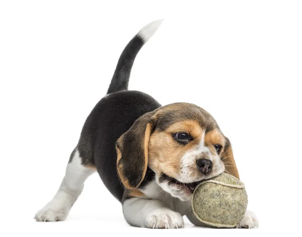 Vedere din față a unui cățeluș Beagle care se joacă cu o minge de tenis, izolat — Fotografie, imagine de stoc