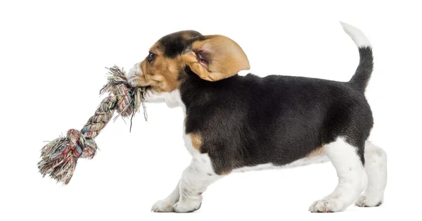 Widok z boku gra rezygnować pewien zabawka sznur, na tle szczeniaka beagle — Zdjęcie stockowe