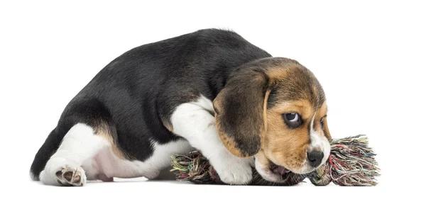 Beagle yavru beyaz izole bir halat oyuncakla oynamak — Stok fotoğraf