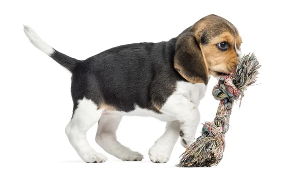 Vista lateral de un cachorro Beagle jugando con un juguete de cuerda, aislado en — Foto de Stock