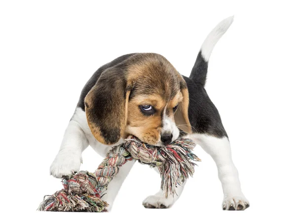 Vista frontal de un cachorro Beagle mordiendo un juguete de cuerda, aislado en whit — Foto de Stock