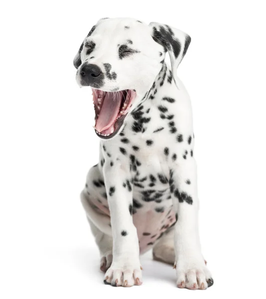 Cachorro dálmata bostezando, sentado, aislado en blanco — Foto de Stock