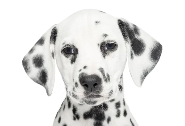 Close-up of a Dalmatian puppy, looking at the camera, isolated o — Stock Photo, Image