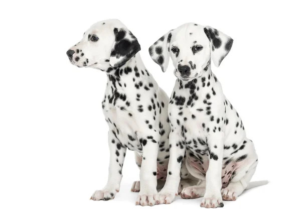 Two Dalmatian puppies, sitting next to each other, isolated on w — Stock Photo, Image