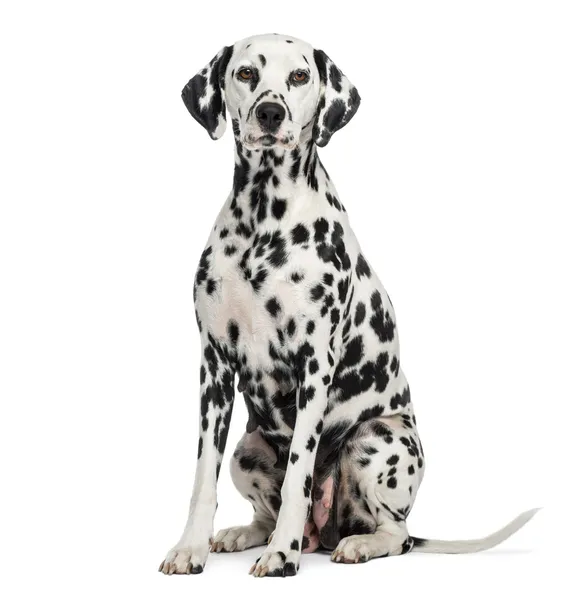 Dalmatiens Stock Photos, Royalty Free Dalmatiens Images | Depositphotos