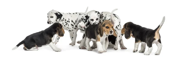 Grupo de cachorros dálmatas e beagle comendo todos juntos, isola — Fotografia de Stock