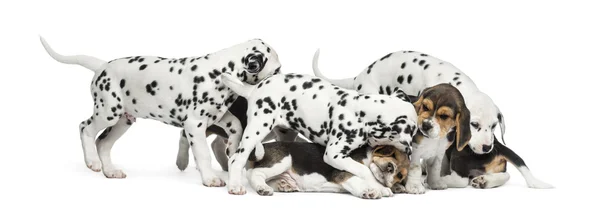 Grupo de cachorros dálmatas e beagle comendo todos juntos, isola — Fotografia de Stock