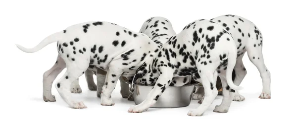 Groupe de chiots dalmates mangeant tous ensemble, isolés sur un coup de fouet — Photo