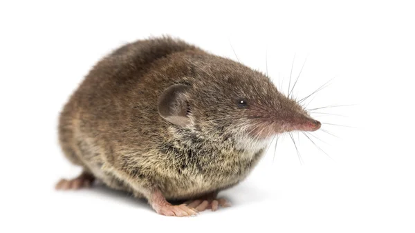 Weißzahnspitzmaus, isoliert auf weiß — Stockfoto