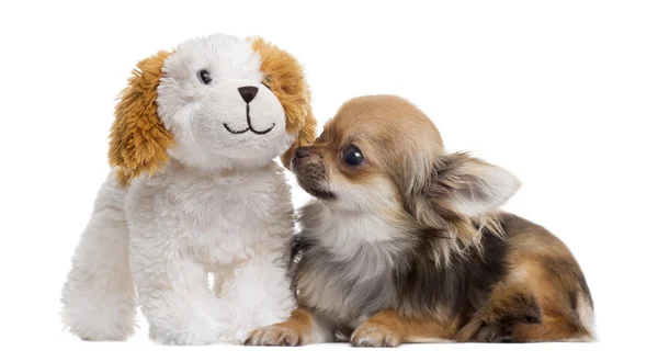Chihuahua ile üzerine beyaz izole ayıcık — Stok fotoğraf