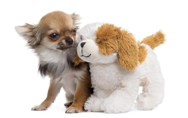 Chihuahua ile üzerine beyaz izole ayıcık — Stok fotoğraf