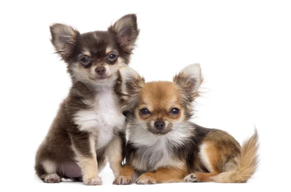 Dois Chihuahuas ao lado um do outro, isolados em branco — Fotografia de Stock