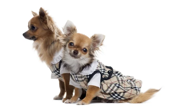 Dos chihuahuas vestidos uno al lado del otro, aislados en blanco — Foto de Stock