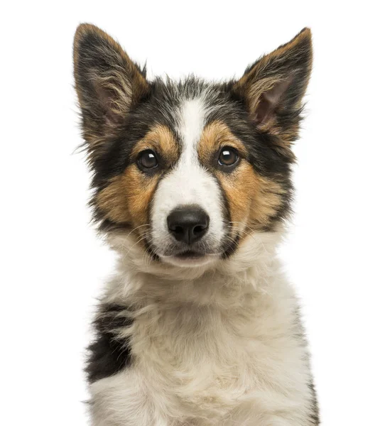 Close-up of a Border collie facing, looking at the camera, isola — Stock Photo, Image
